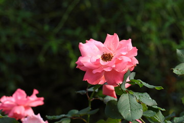 Obraz premium Beautiful Rose flower in the garden