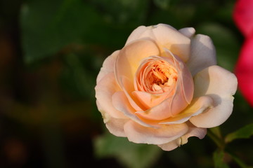 Beautiful Rose flower in the garden