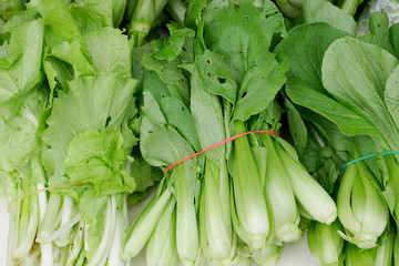 Obraz premium The chinese flowering cabbage with elastic band.