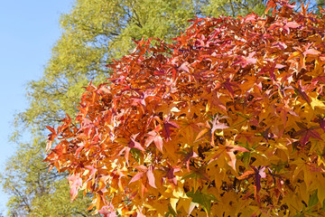 Tree leaves in autumn