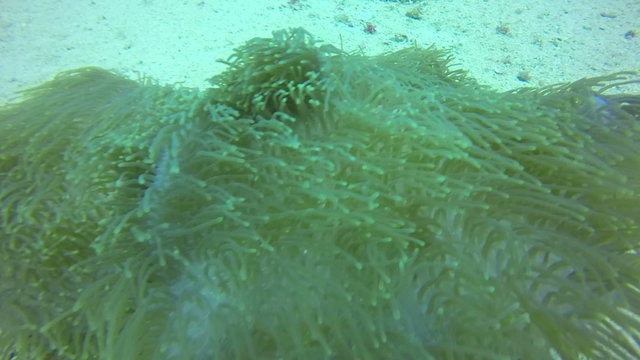 HD Format : Tropical fish swim around a barrel sponge on a coral reef.