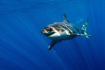 Great White shark ready to attack