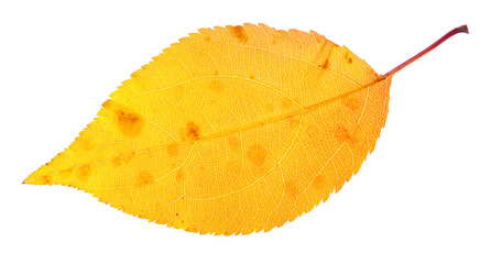 Naklejka premium autumn leaf