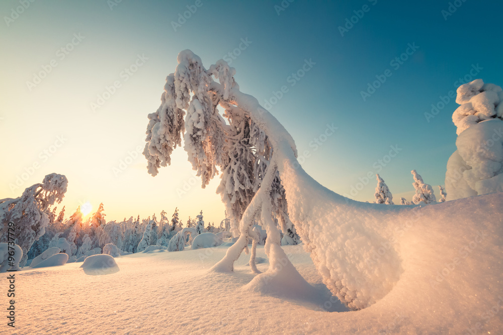 Canvas Prints Winter landscape with snowy trees