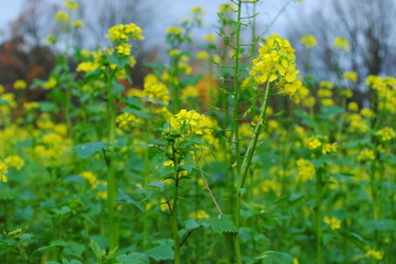 Obraz premium Rapsblüten,Wiese