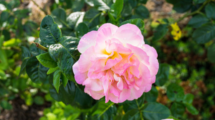 Fototapeta premium rose flowers nature