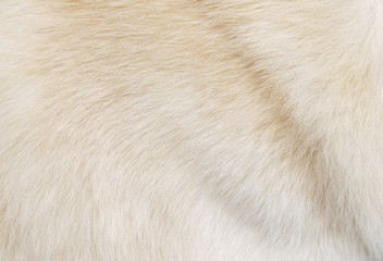 Obraz premium Macro Dog Hair