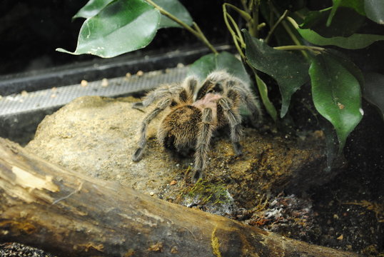 Spinne,Terrarium