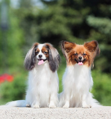 Two dogs of breed Papillon Phalen, and sit on the street
