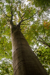 Fototapeta premium Herbst