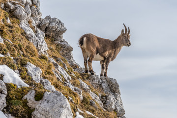 Capricorn in the Julian Alps