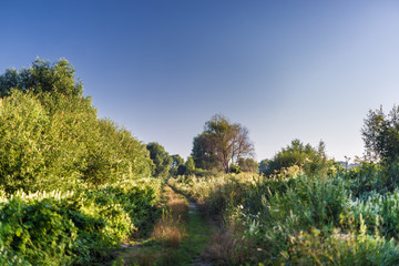 Obraz premium Landscape Field road in Ukraine