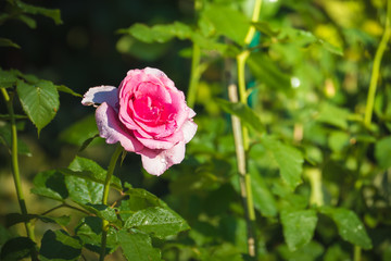 Roses in the garden filtered