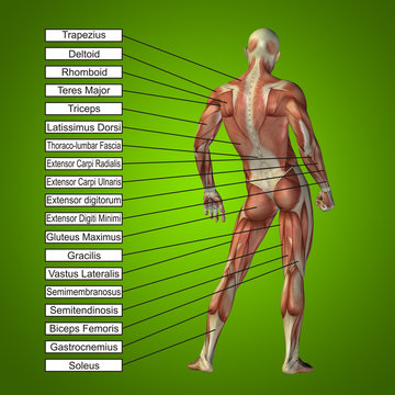 3D human male anatomy with muscles and text