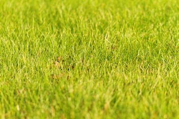 Green grass