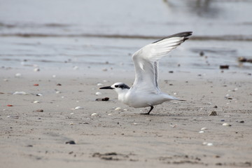 Sandwich Tern