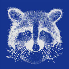 hand drawn raccoon © LaVika