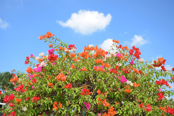 Bougainvillea flower from Thailand