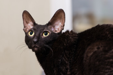 Beautiful stylish black cat. Animal portrait. Breed Cornish Rex.