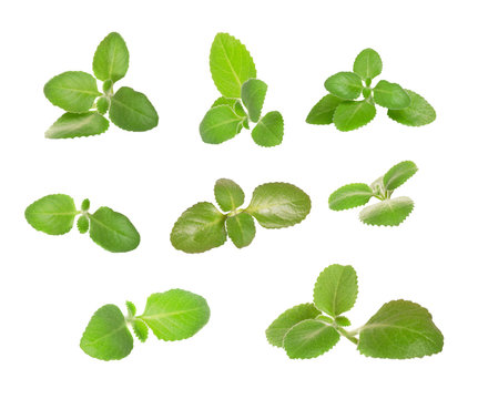 green mint leaves falling in the air isolated on white backgroun