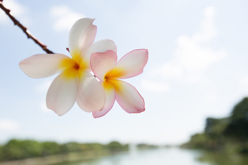 Frangipani flower