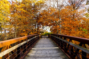 Naklejka na ściany i meble Scenic Autumn Trail View