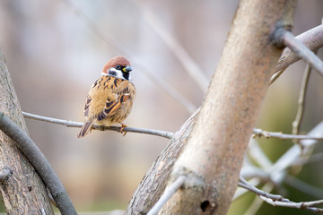 Sparrow on the Branch