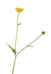 small isolated golden buttercup blosson