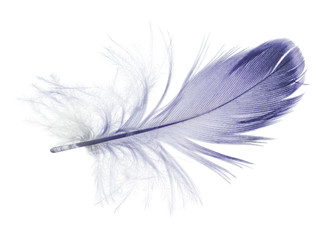 small blue parrot feather on white background