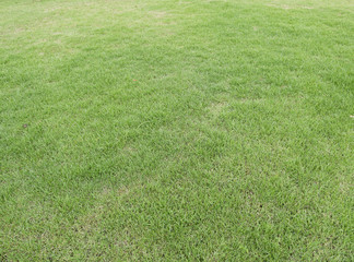 Green grass,green field with light
