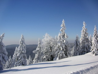 Fototapeta na wymiar Spruce trees covered by snow