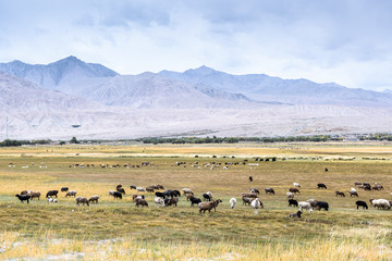 Fototapeta na wymiar Sheeps & Goats In High Pasture of Karakoram Highway