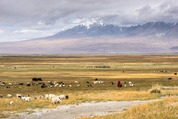 Sheeps & Goats In High Pasture of Karakoram Highway