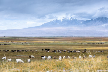 Obraz premium Sheeps & Goats In High Pasture of Karakoram Highway