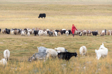 Schapen en geiten in hoog weiland van Karakoram Highway