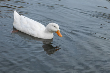 White duck swimming in pond