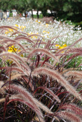Keszthely Flower Display, Hungary