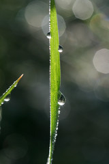Naklejka premium raindrops on a grass blade , close up, morning shot