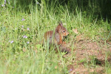 junges Eichhörnchen