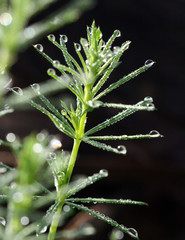 raindrops on a grass blade , close up, morning shot