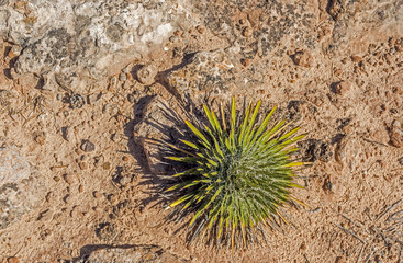 The rocky surface in Canyonlands National Park
