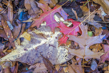 Autumn leaves on ground