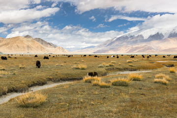 Obraz premium Grassland with Muztagh Ata mountain and Karakuli Lake, Pamir Mountains, Kasgar, Xinjiang, China