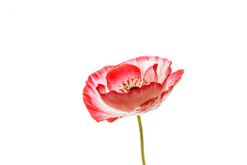 poppy isolated on the white