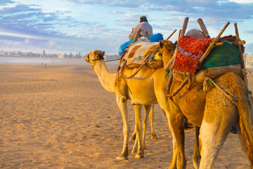 Camel caravan at the beach of Essaouira, Morocco.