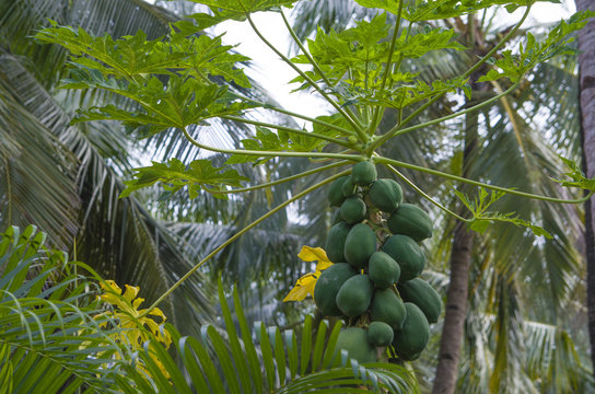 fruit tropical a papaya green