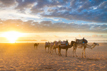 Camel caravan at the beach of Essaouira, Morocco. - obrazy, fototapety, plakaty