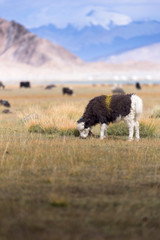 Naklejka na ściany i meble Grassland with Muztagh Ata mountain and Karakuli Lake, Pamir Mountains, Kasgar, Xinjiang, China