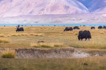 Grassland with Muztagh Ata mountain and Karakuli Lake, Pamir Mountains, Kasgar, Xinjiang, China