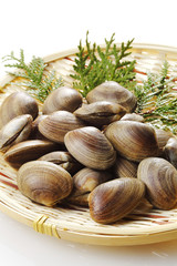 あさり　貝　 Manila clam